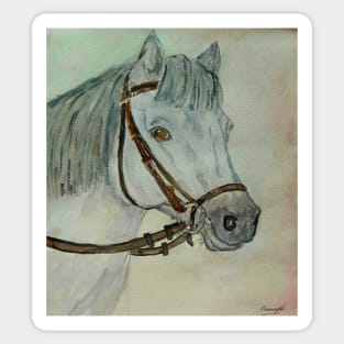 Grey Connemara Pony Watercolour Painting Sticker